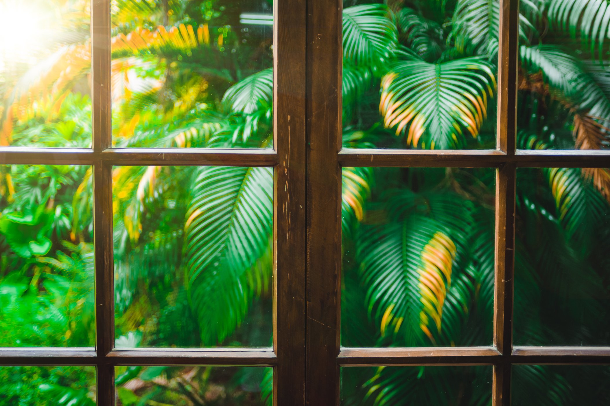 Palm tree on the outside from window